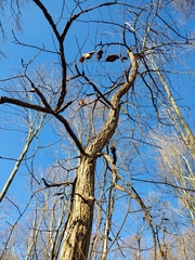 Ulmus thomasii