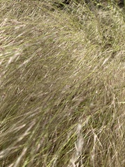 Austrostipa elegantissima