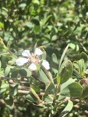 Leptospermum laevigatum