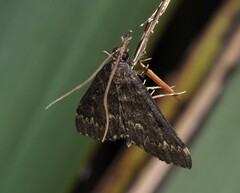 Proternia philocapna