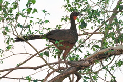 Penelope ochrogaster