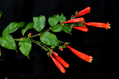 Manettia chrysoderma