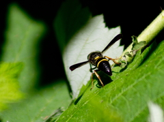 Parancistrocerus perennis