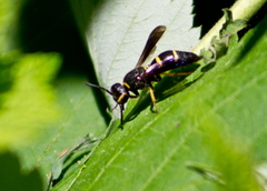 Parancistrocerus perennis