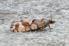 Zeiraphera canadensis