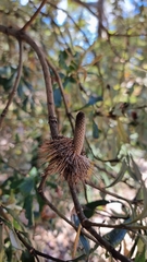 Banksia integrifolia
