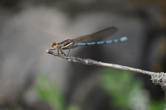 Argia joergenseni