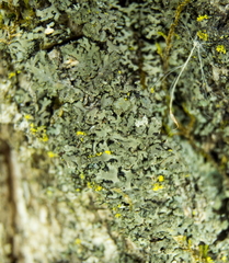 Phaeophyscia rubropulchra