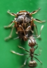 Ebhul