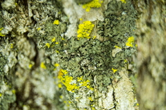 Phaeophyscia rubropulchra