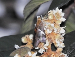 Aguna asander asander