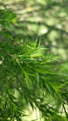 Melaleuca linariifolia