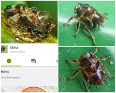Ebhul