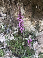 Stylidium armeria