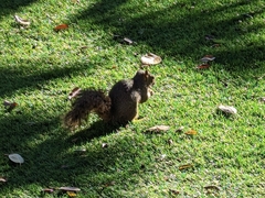 Sciurus niger
