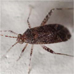 Orthotylinae