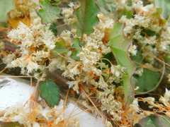 Cuscuta californica