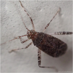 Orthotylinae