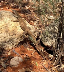 Varanus gouldii