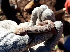 Sceloporus chrysostictus