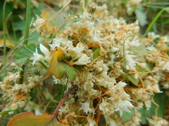 Cuscuta californica