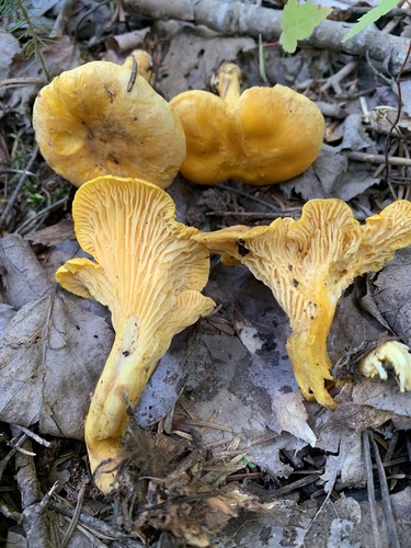 Newfoundland chanterelle