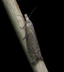Bactra