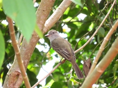 Myiarchus panamensis