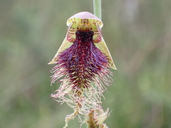 Calochilus