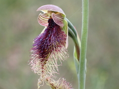 Calochilus