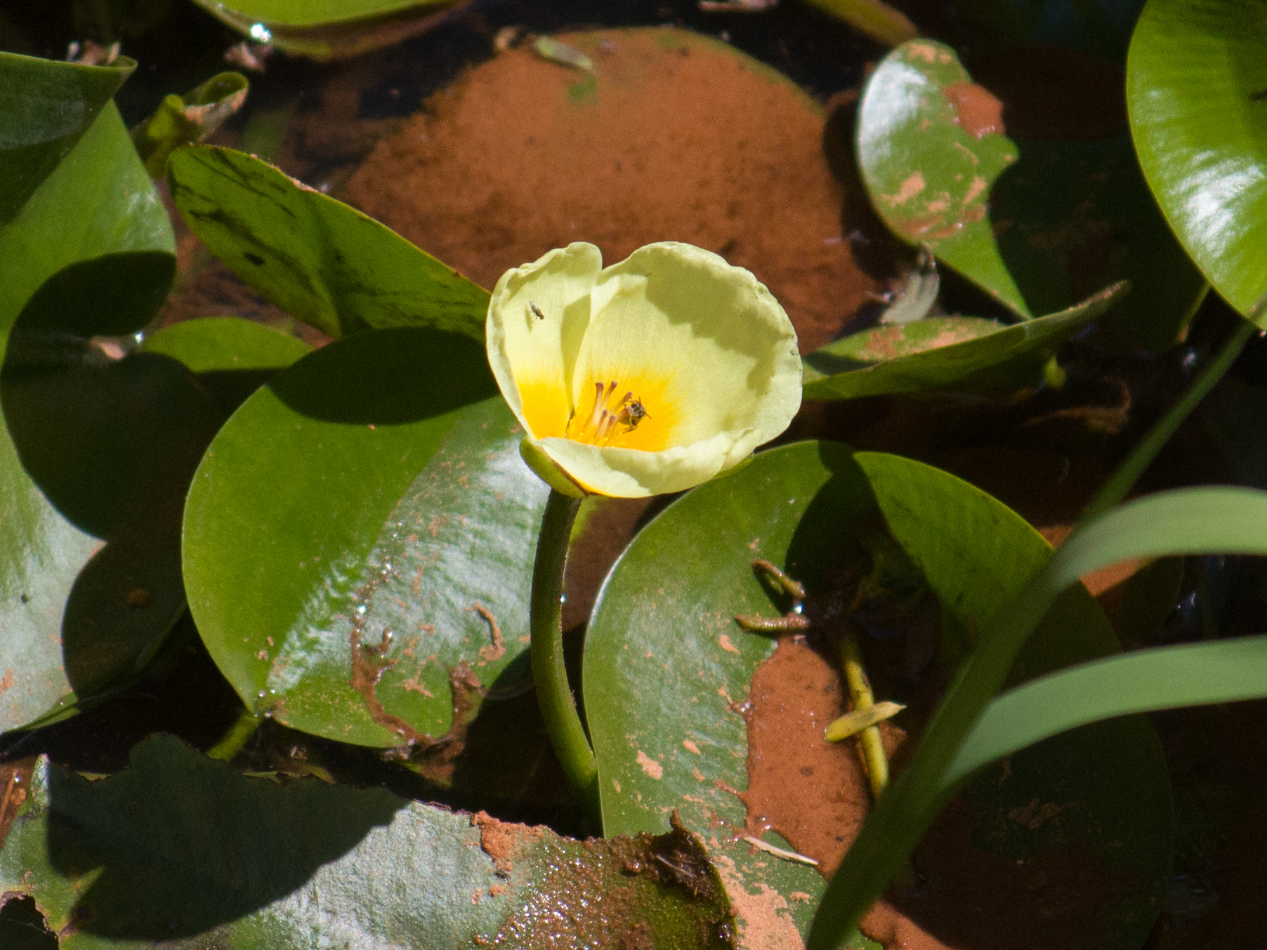 Hydrocleys nymphoides