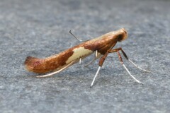 Caloptilia stigmatella