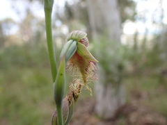 Calochilus