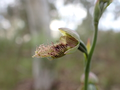 Calochilus