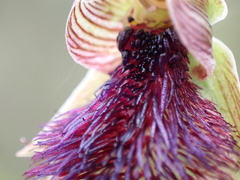 Calochilus