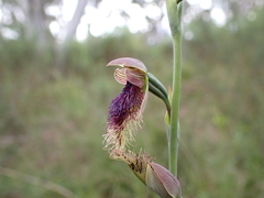 Calochilus