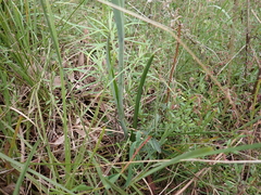 Calochilus