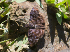 Ebrietas anacreon