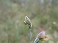 Calochilus