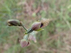 Calochilus