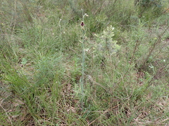 Calochilus