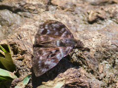 Ebrietas anacreon