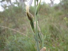 Calochilus