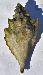 Eupleura muriciformis