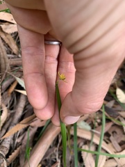 Tricoryne anceps