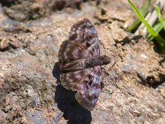 Ebrietas anacreon