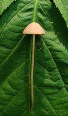 Psathyrella