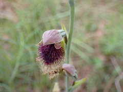 Calochilus