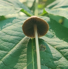 Psathyrella