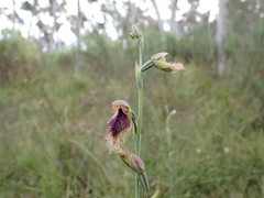 Calochilus